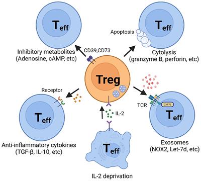 Regulatory T Cells in Autoimmune Vasculitis